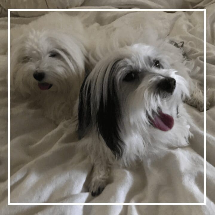 A closeup shot of two white dogs on the bed