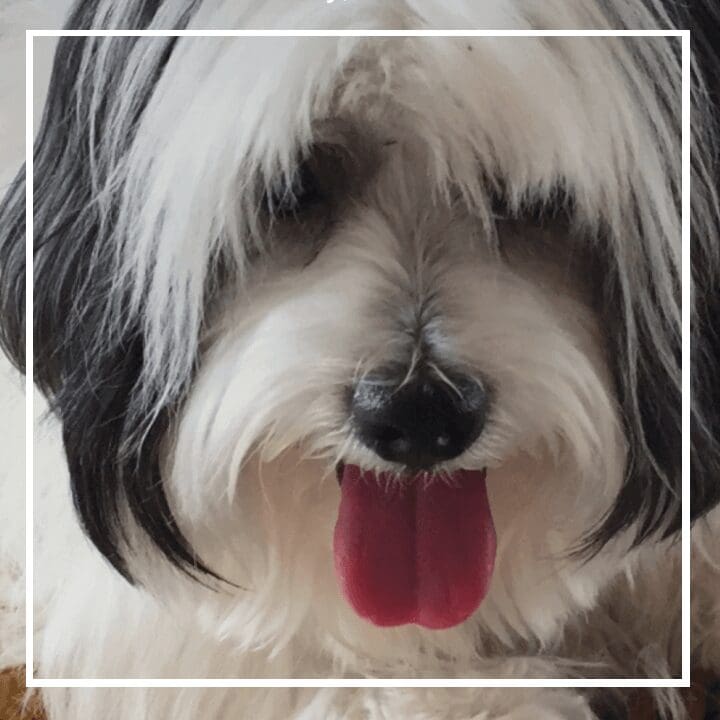 Close up shot of a dog full of hairs looking at camera
