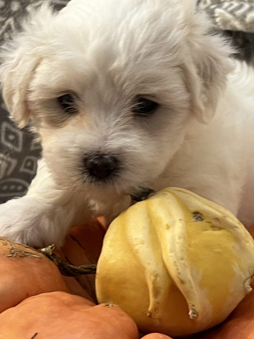 Close up shot of a white color puppy playing with a pumpkin