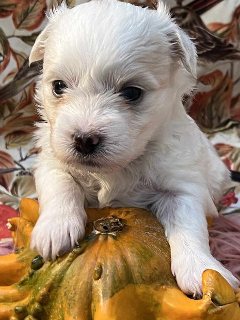 Close up shot of a puppy in full white color