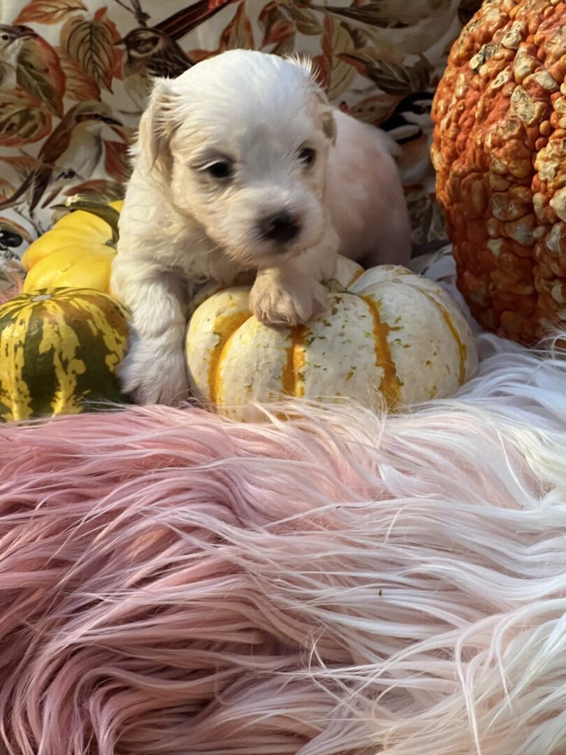 Close up shot of a puppy playing with a pumpkin