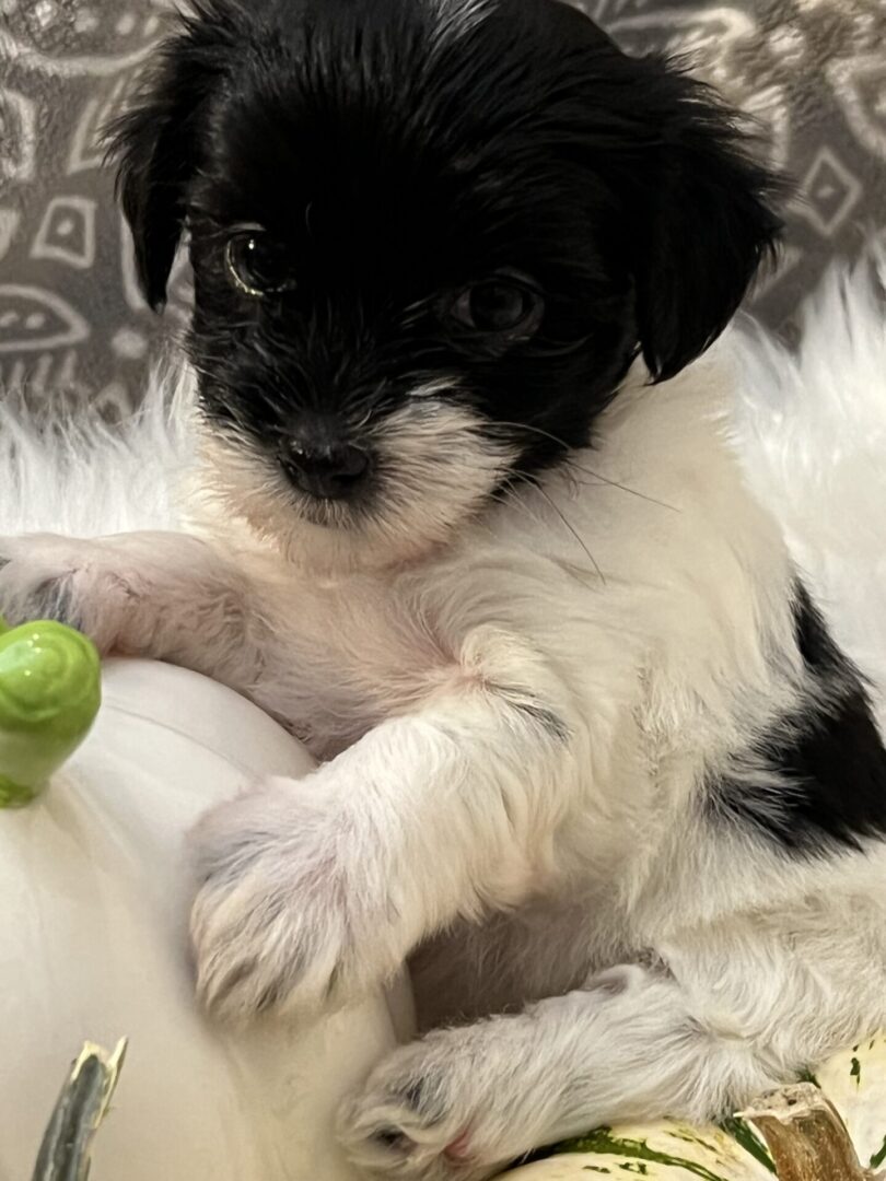 Close up shot of a puppy in white and black color