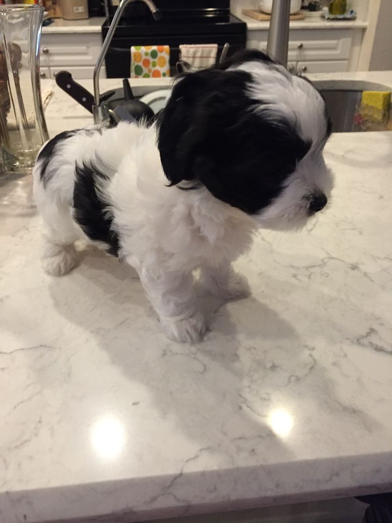 Close up shot of a small puppy standing on the table