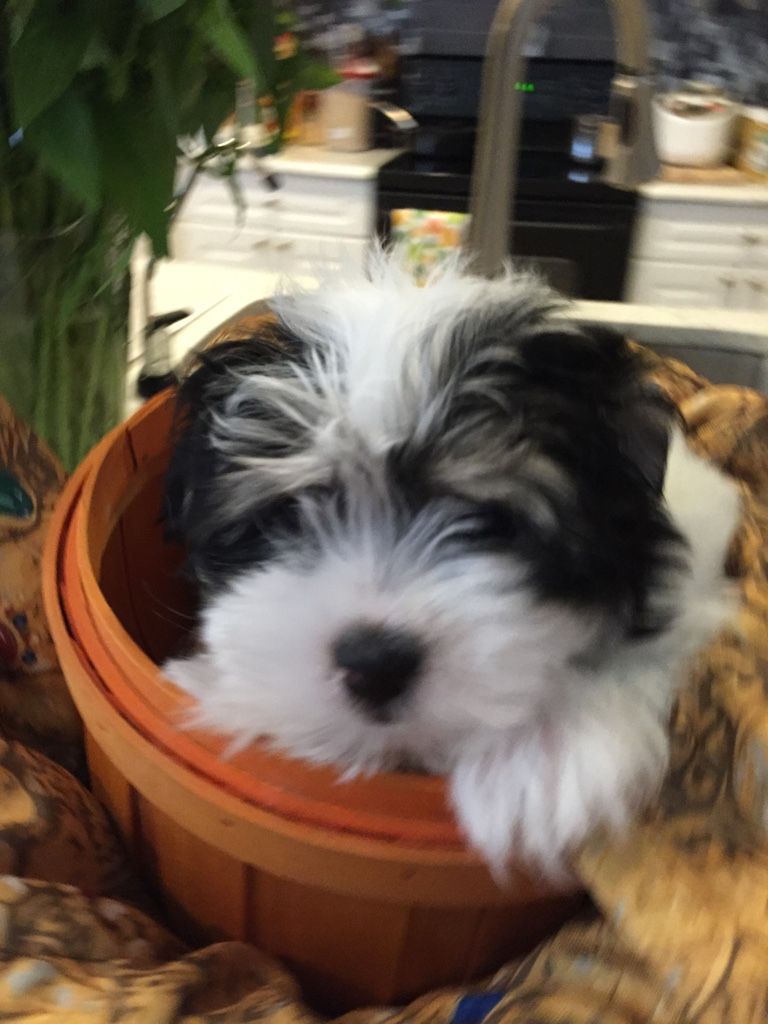 Close up image of a white and black color dog inside a pot