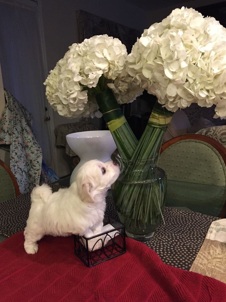 Close up image of a small white color dog looking at the white color flower