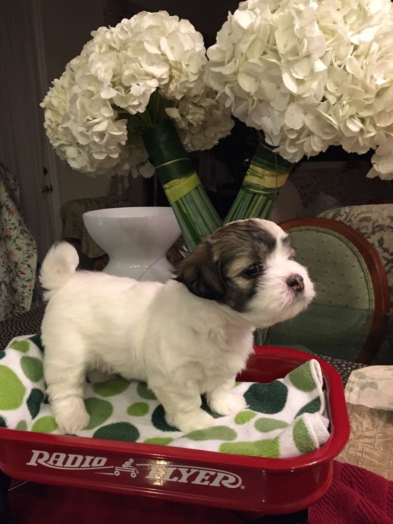 A cute small white dog with flowers on top