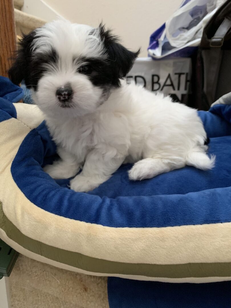 Close up shot of a puppy in white and black color looking at the camera