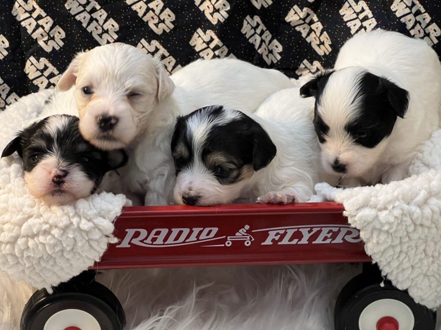 Close up shot of so many puppies in white color