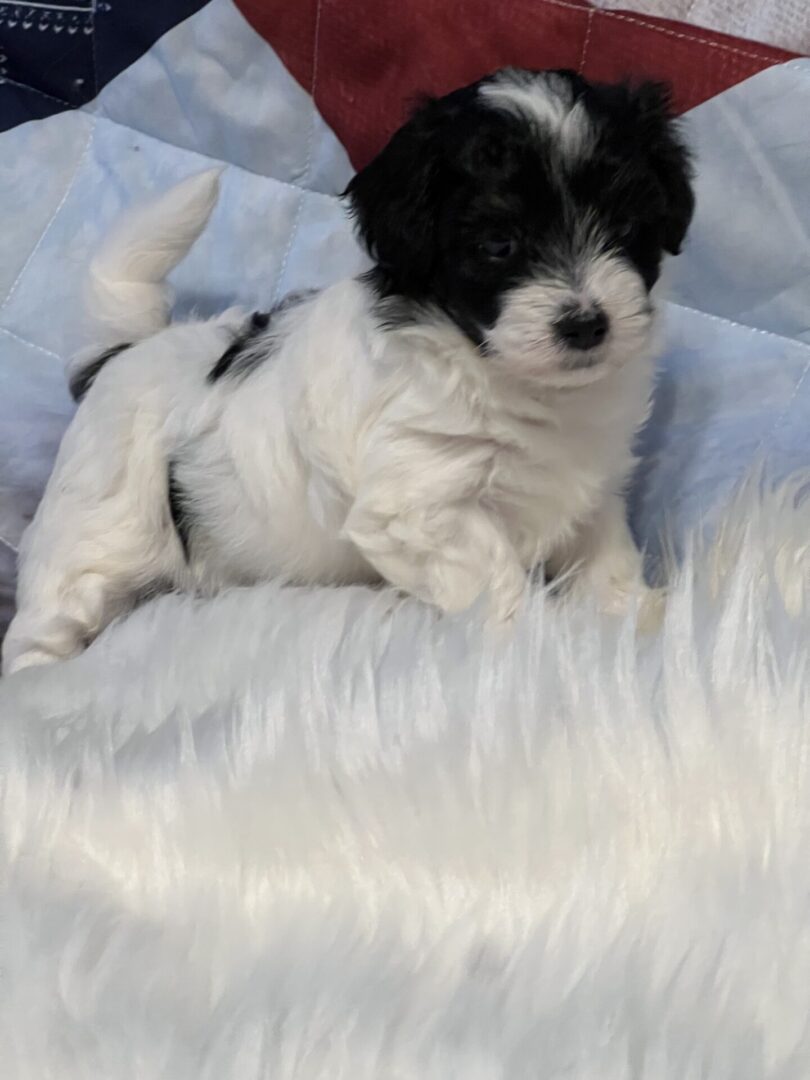 A small white and black color puppy sleeping on a couch