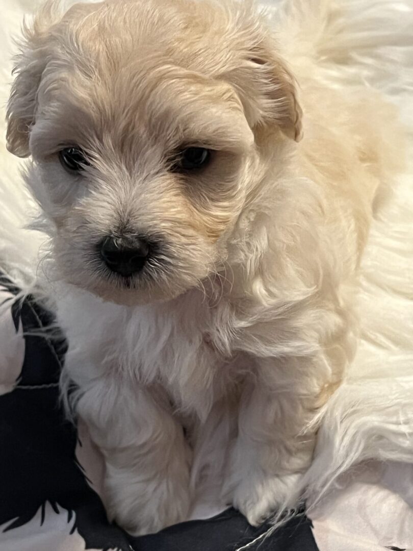 A closeup shot of a small dog with white fur