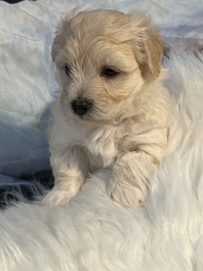 Close up shot of a white color dog inside a couch