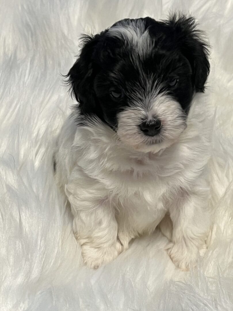 Close up shot of a black and white color puppy sitting