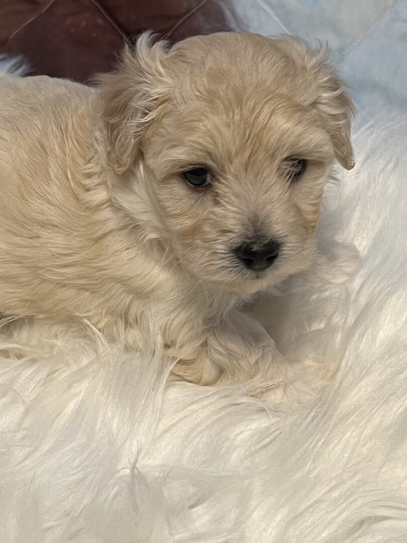 Coco a small white puppy looking at the camera