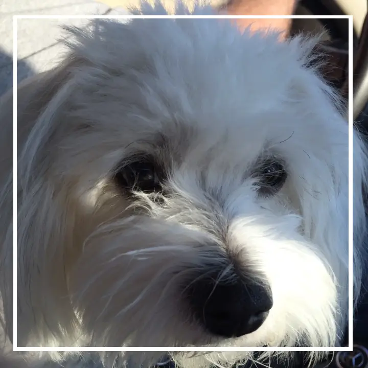 White dog with dark eyes face.