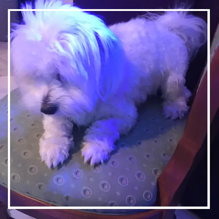 Fluffy white dog sitting on a chair.