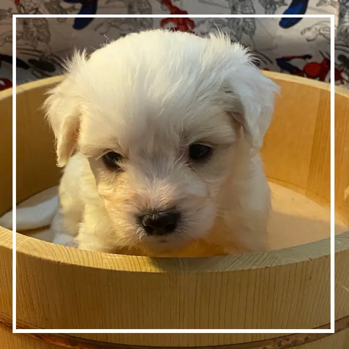 A small size puppy in white color sitting on a tub