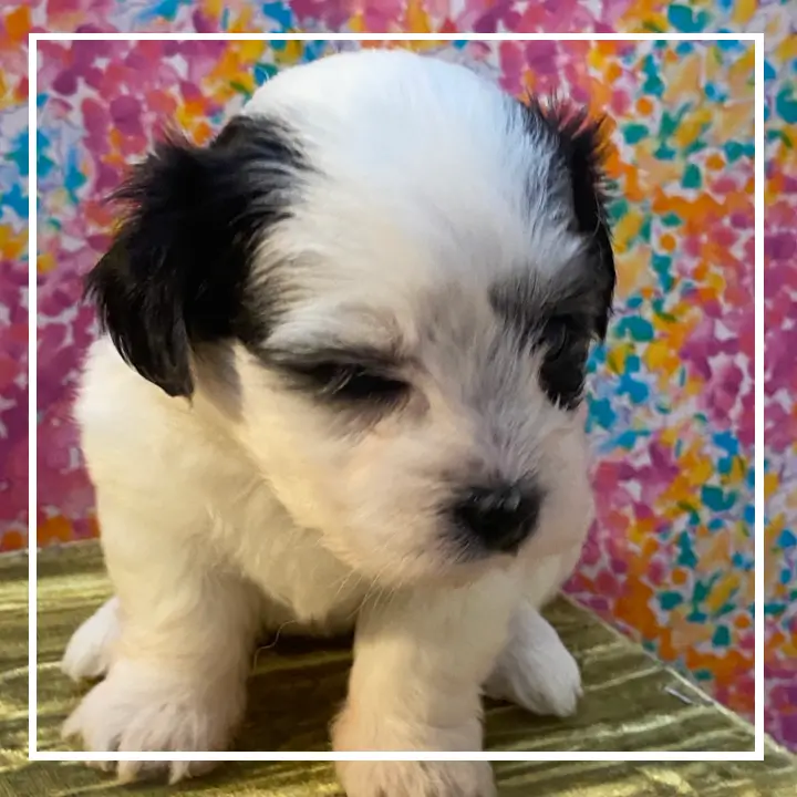 A small size puppy in black and white color sitting on table looking away