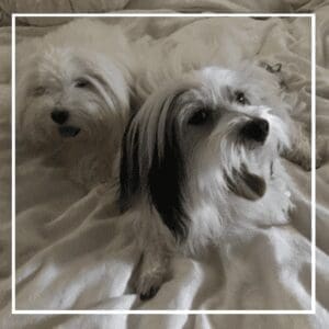 A closeup shot of two white dogs on the bed.
